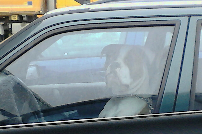 Hund am Steuer 840