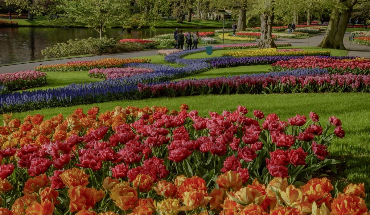 Tulpenblüte im Keukenhof in Holland