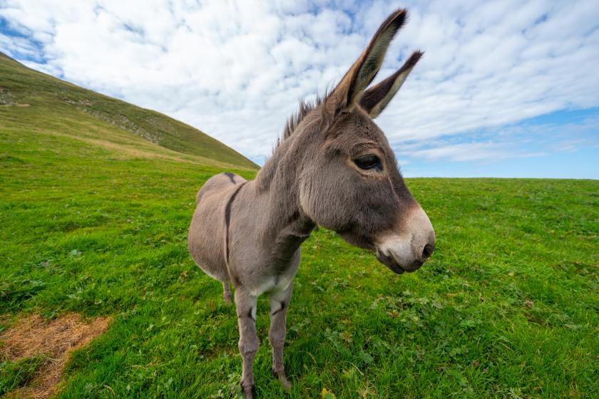 Esel auf der Wiese | Credit: Dimitri Photography | Unsplash